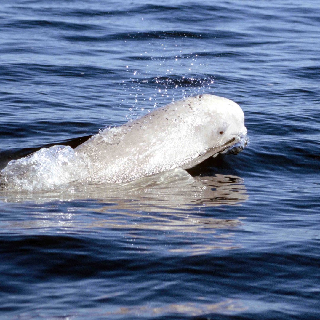 A beluga whale surfacing in the blue water of the Churchill River estuary, spray scattering off its back.