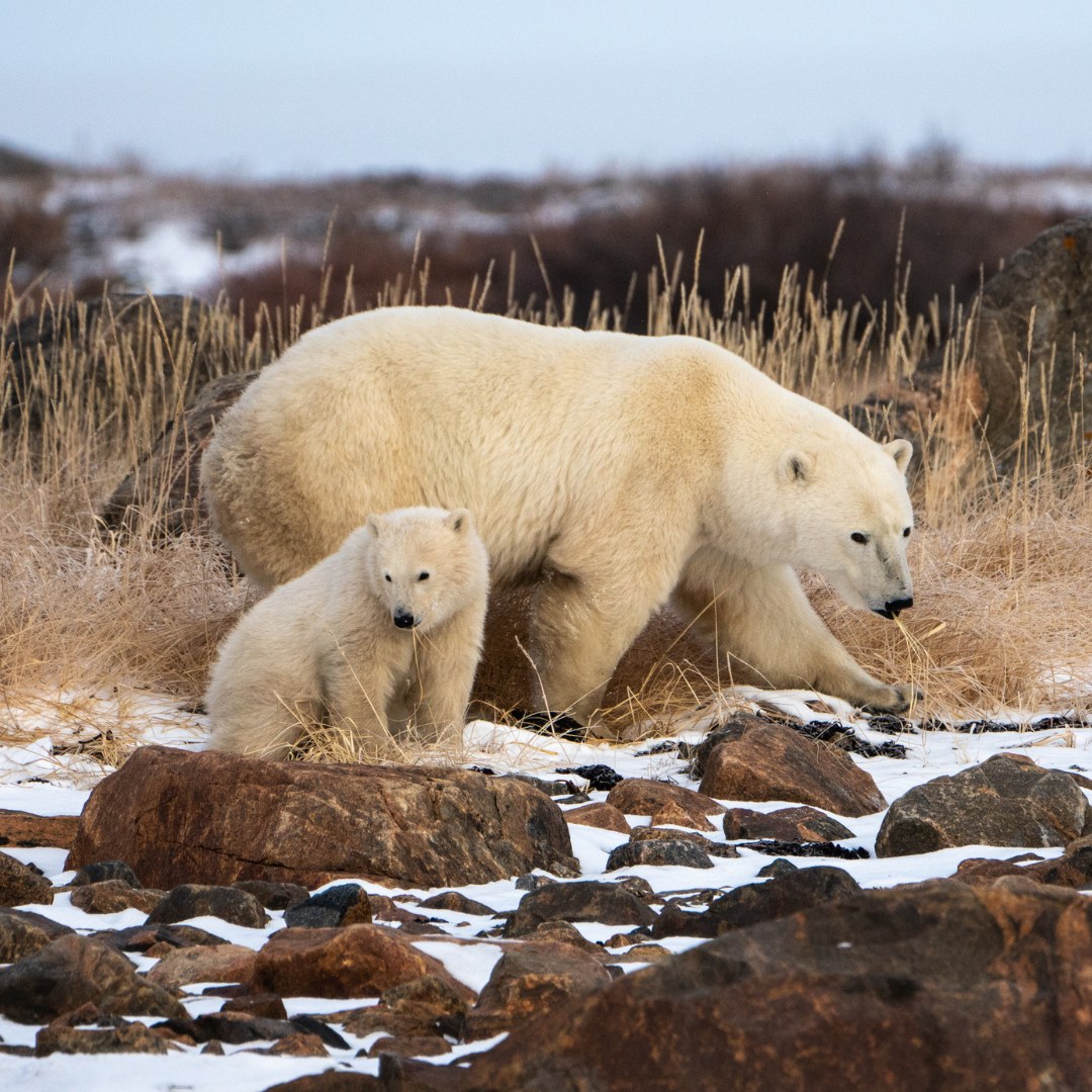 A polar bear mother and cub crossing the autumn tundra near Churchill, first snow between the rocks and tall grass.